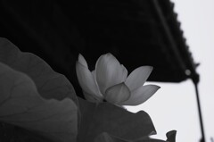 明暗 -蓮の花-