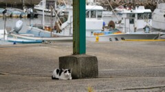 cow cat