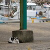 cow cat