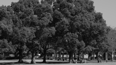 公園で読書