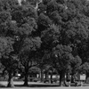 公園で読書