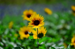 太陽の花