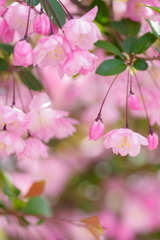 花海棠