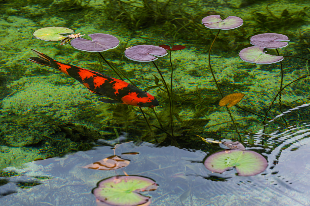 名もなき池にて