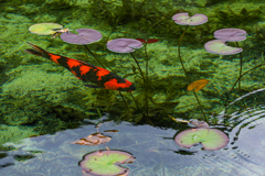 名もなき池にて 名もなき池にて