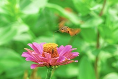 花パフェでチュ〜 ♪