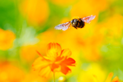 fly freely