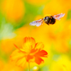 fly freely