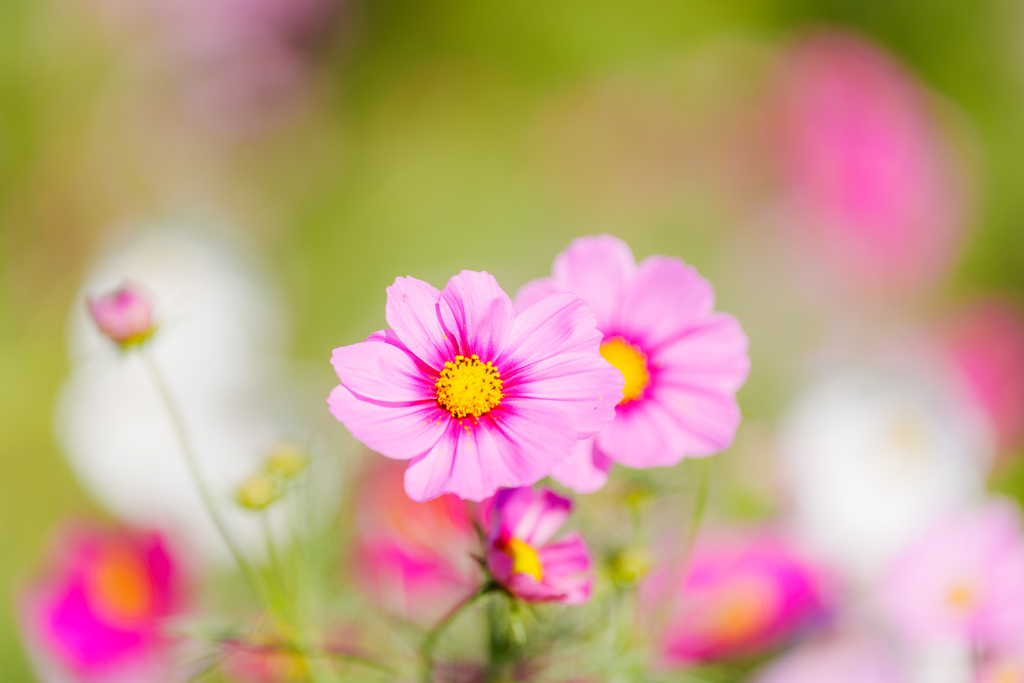 秋桜