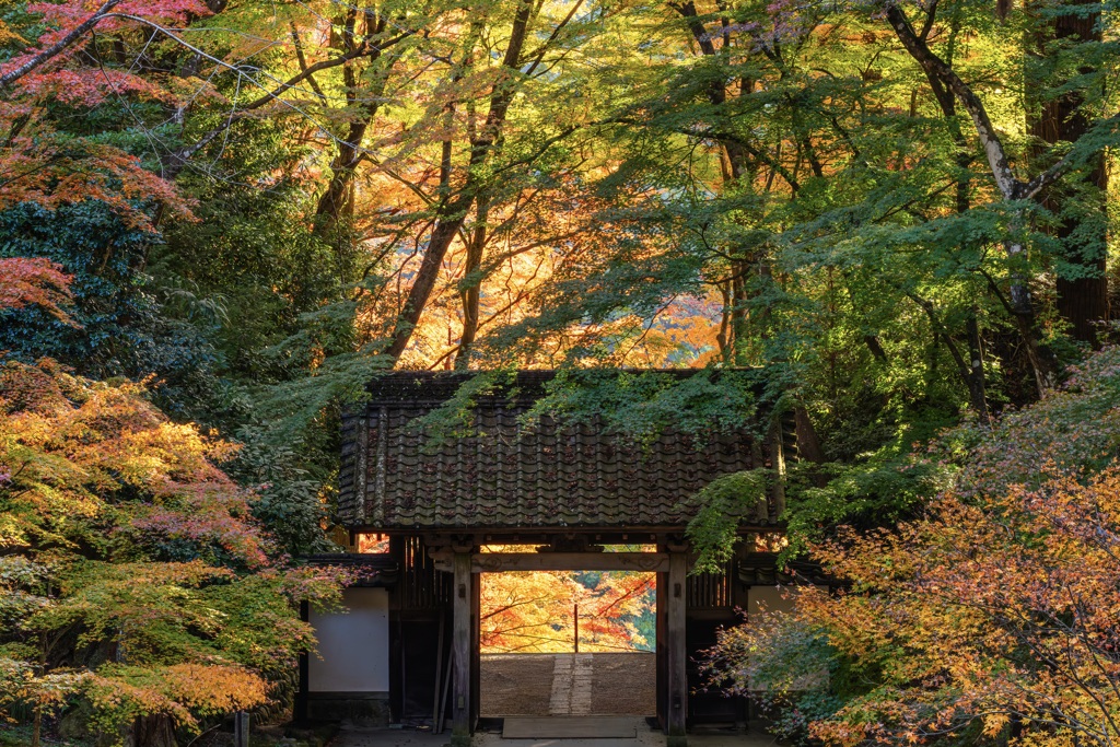 彩りの門をくぐる