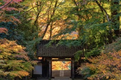 彩りの門をくぐる