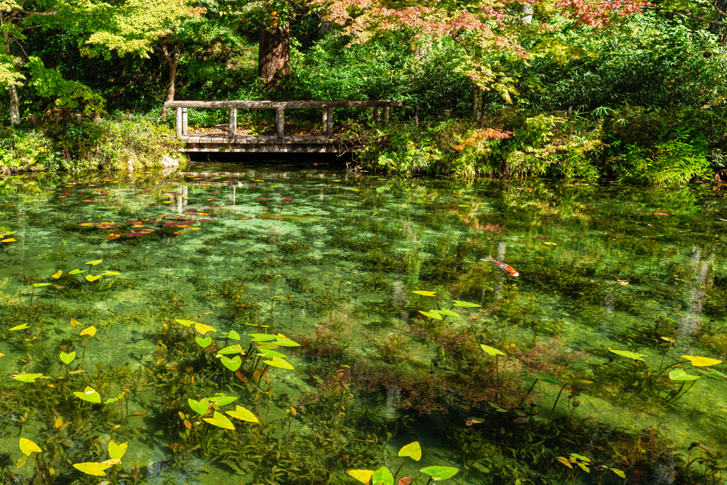 絵画の世界　モネの池