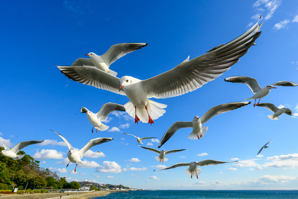 風を切る翼たち