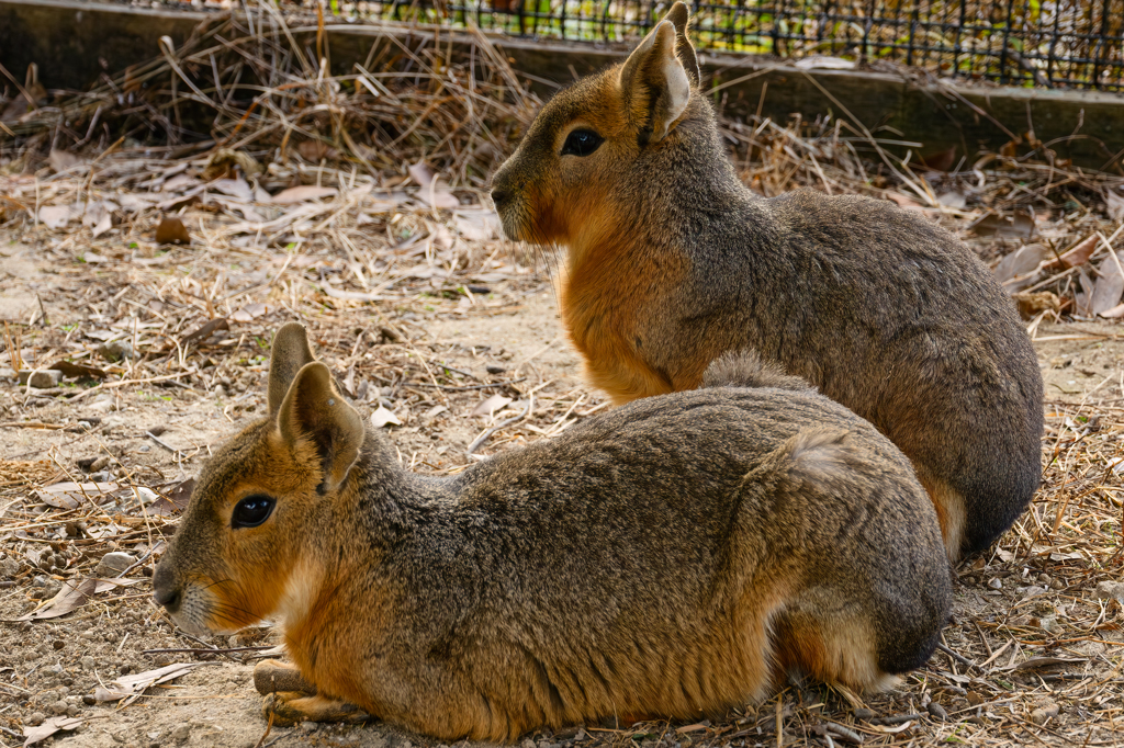あら！　マーラ