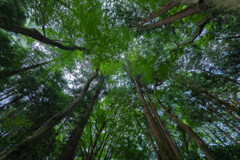 深緑を見上げて