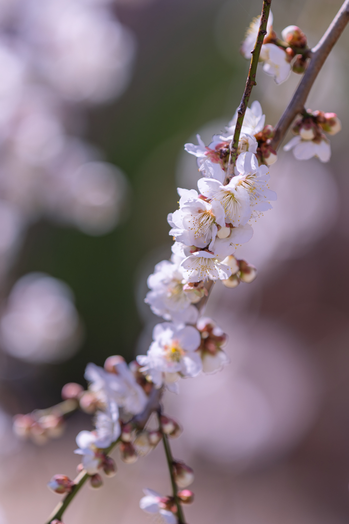 白き梅、光を抱いて