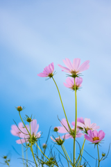 秋桜たおやかに