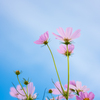 秋桜たおやかに