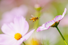 working honey bee