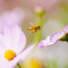 working honey bee