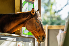 静かなまなざし
