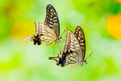 ロマン飛行　❤️