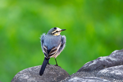 緑の静寂に包まれて