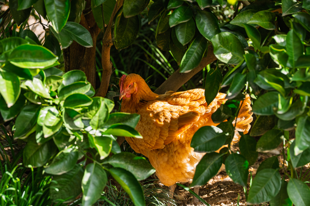 哀愁〜チャボです・・・