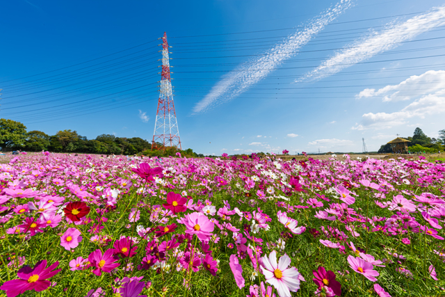 秋桜と青空