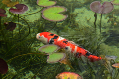名もなき池にて