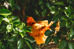 哀愁〜チャボです・・・