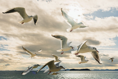 かもめが飛んだ日