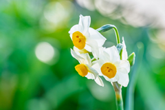 水仙、やわらかに