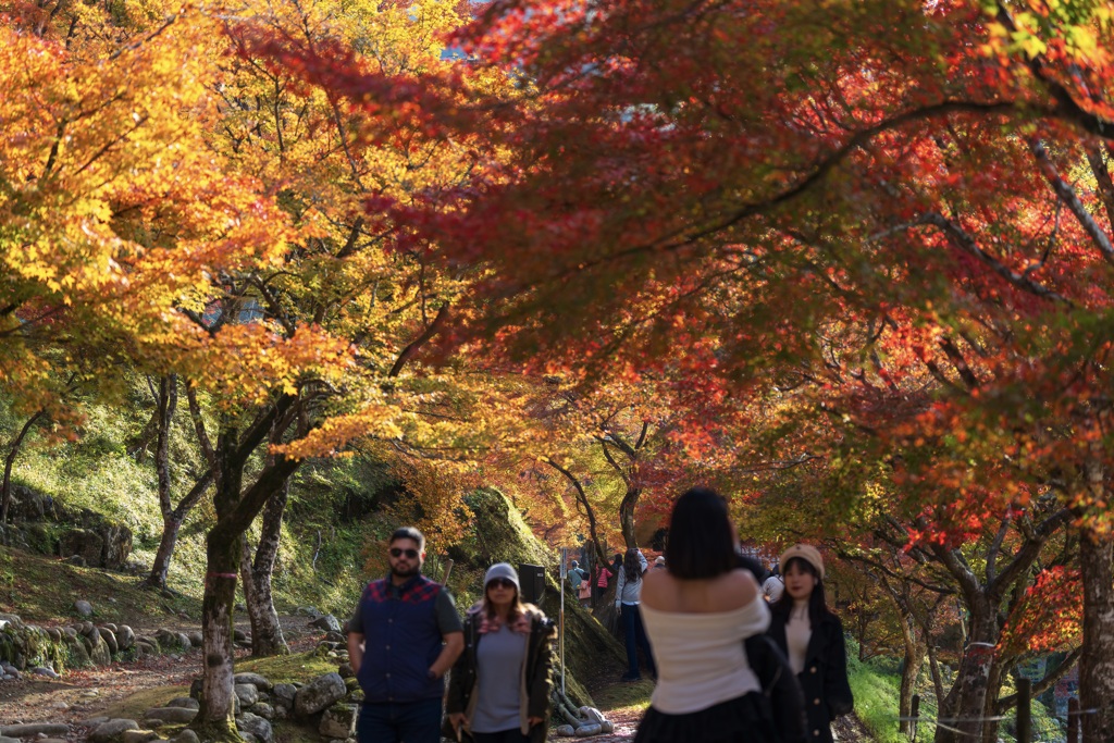 紅葉のトンネルに包まれて