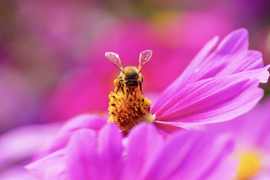 花色に誘われて