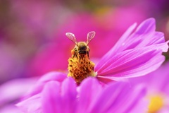 花色に誘われて