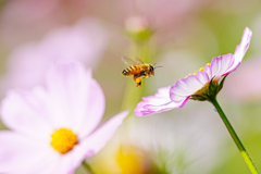 working honey bee