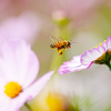 working honey bee