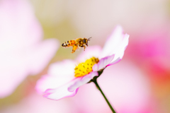 buzz buzz パシャ buzz buzz パシャ