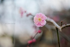 春のスイッチ…