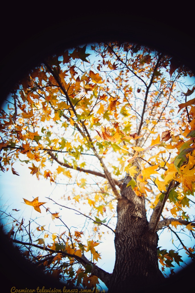 アメリカ風？な紅葉葉楓…