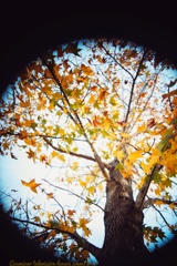 アメリカ風？な紅葉葉楓…