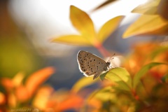 紅葉と落葉と秋シジミ〜…