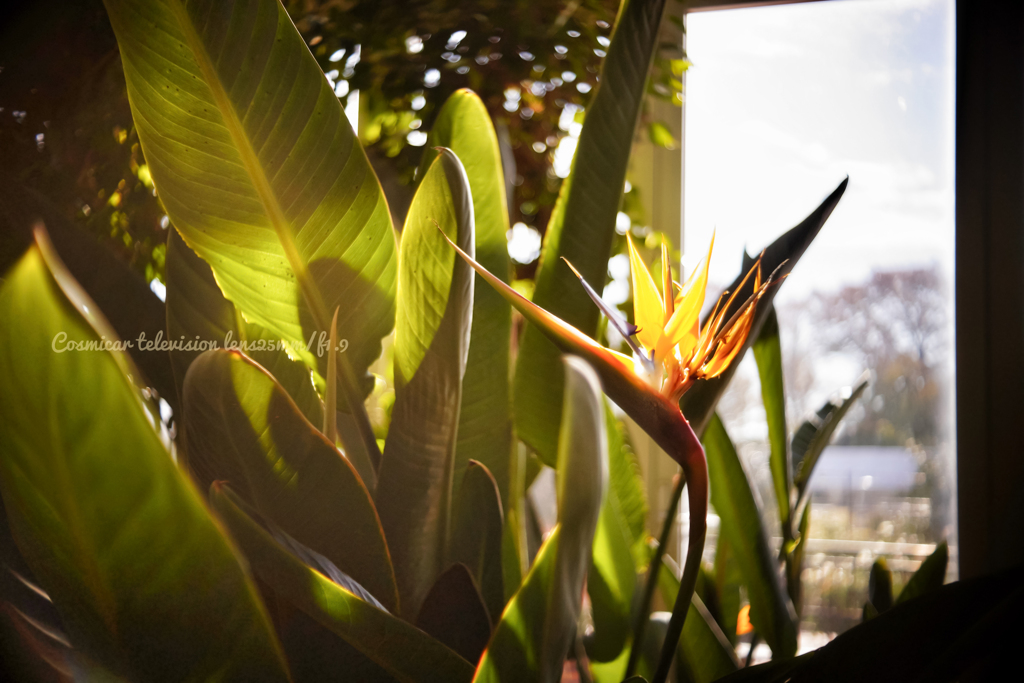 彼のたっての希望…