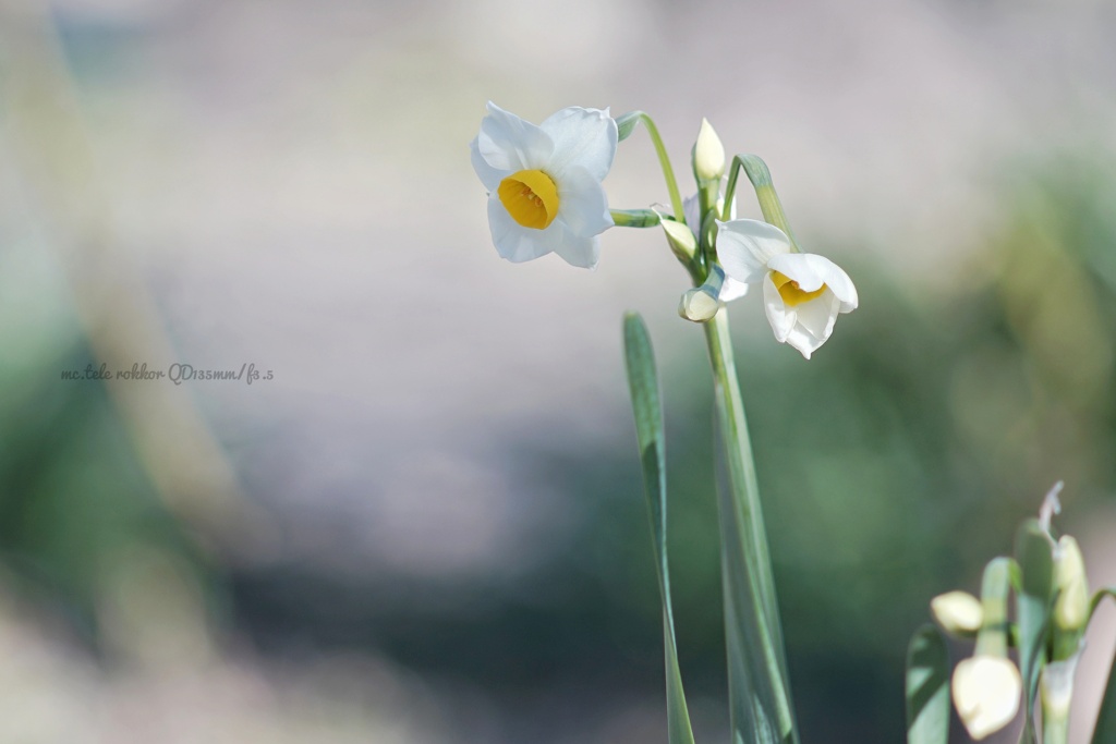 清らかな貴方…