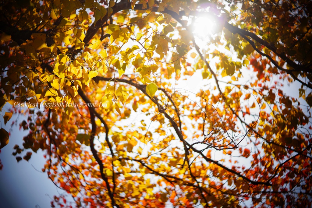 私のパラソル秋模様…