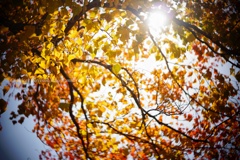 私のパラソル秋模様…