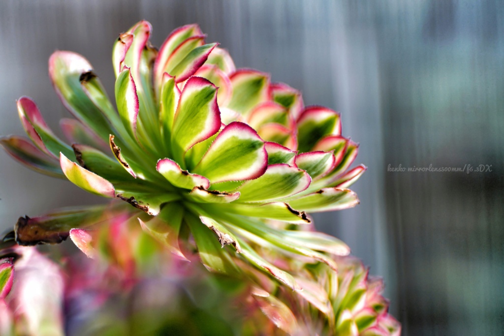 "我、ここに君臨す "…