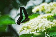 Bluebottle…