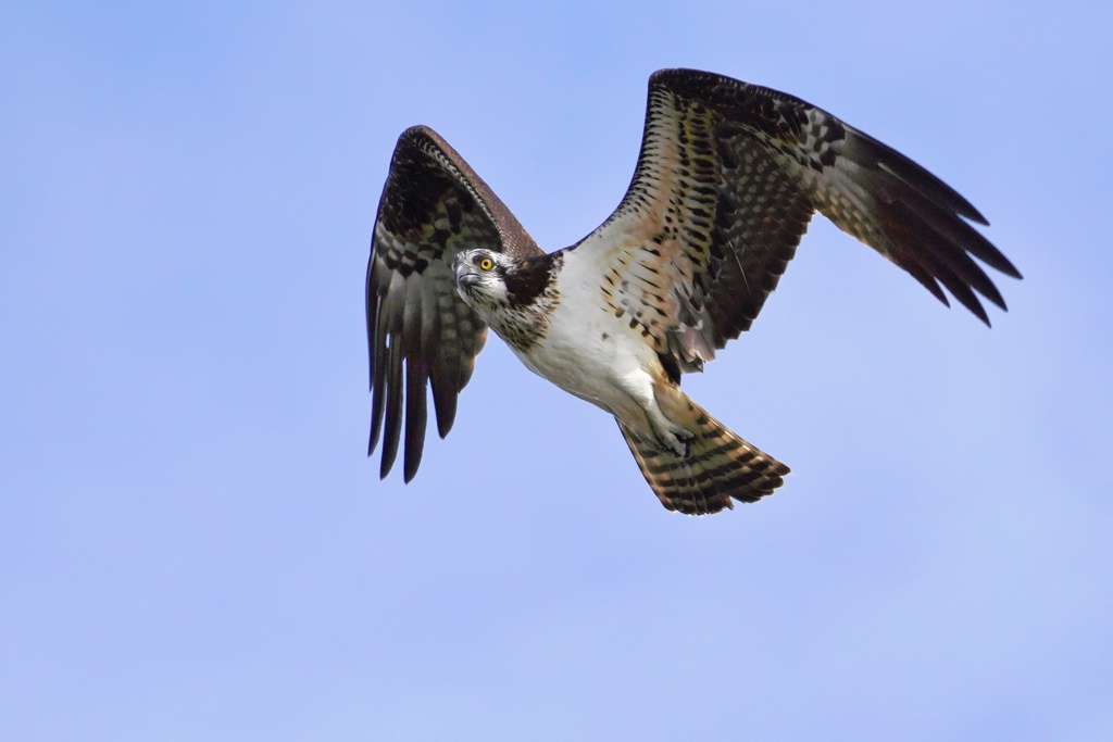 ミサゴ Mスタイル…